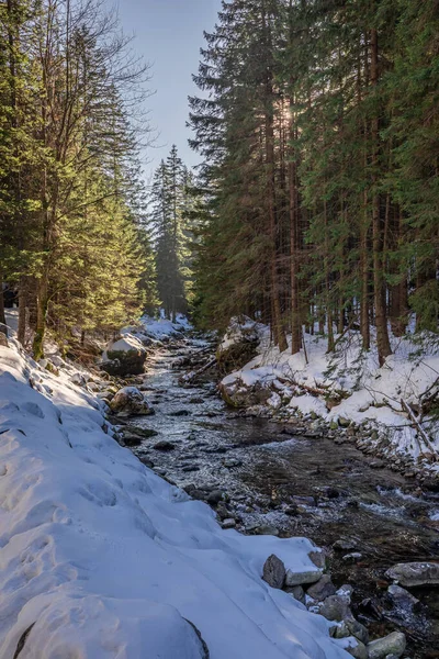 波兰Tatra山区Koscieliska山谷的小河和白雪森林 — 图库照片