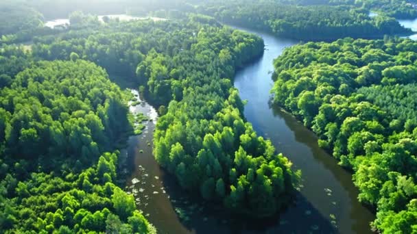 Vindlande flod mellan gröna skogar vid soluppgången — Stockvideo