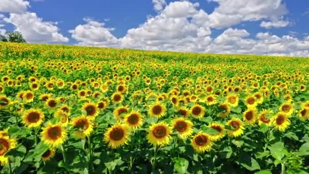 Atemberaubendes Sonnenblumenfeld im Sommer, Luftaufnahme von Polen — Stockvideo