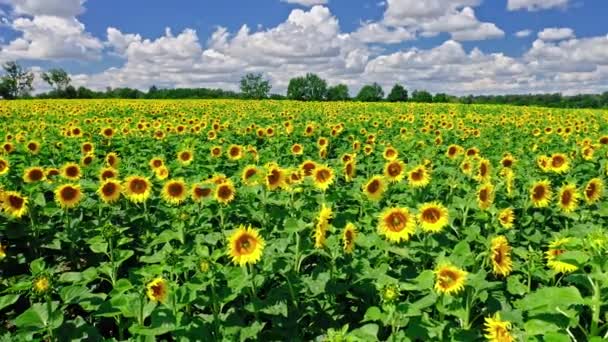 Luftaufnahme eines atemberaubenden Sonnenblumenfeldes im Sommer — Stockvideo