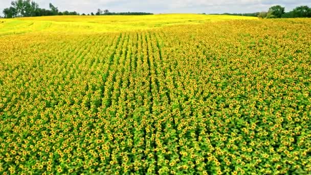 Luftaufnahme des großen Sonnenblumenfeldes im sonnigen Sommer — Stockvideo