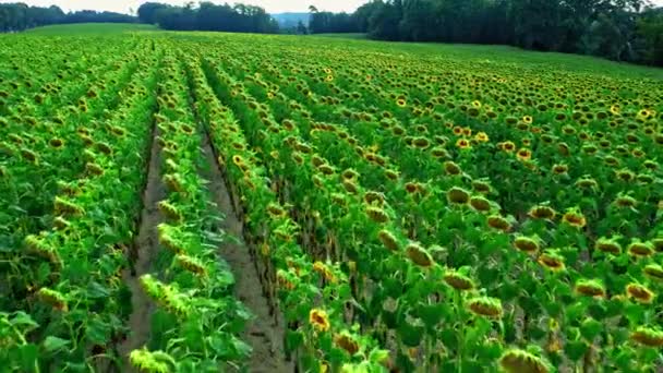 Luchtfoto van droog veld van zonnebloemen in de zomer — Stockvideo