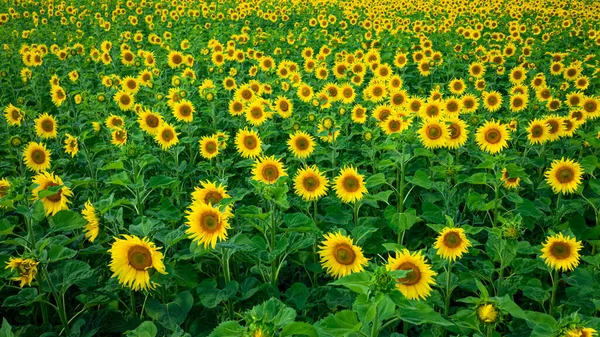 Nahaufnahme Eines Sonnenblumenfeldes Sommer Luftaufnahme Polen — Stockfoto