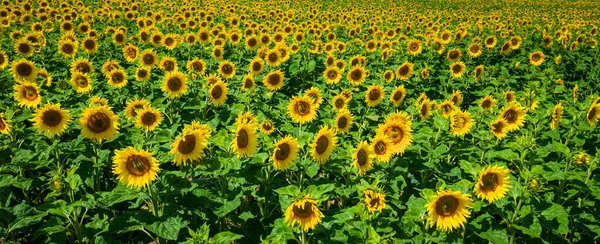 Aerial View Sunflower Field Summer Poland — Stock Photo, Image