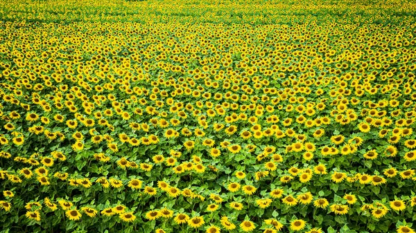 Big Sunflower Field Summer Aerial View Poland — Stock Photo, Image