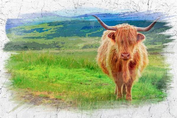 Vache Brune Des Hautes Terres Île Skye Écosse Aquarelle Europe — Photo