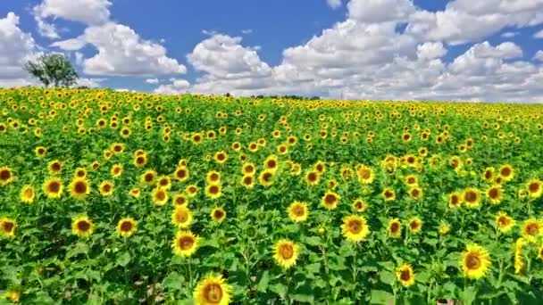 Atemberaubendes Sonnenblumenfeld an sonnigen Sommertagen, Luftaufnahme — Stockvideo
