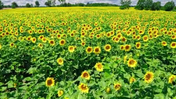 Pemandangan udara ladang bunga matahari di musim panas Polandia — Stok Video