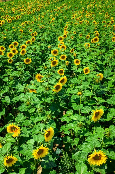 Aerial View Sunflower Field Summer Poland Europe — Stock Photo, Image