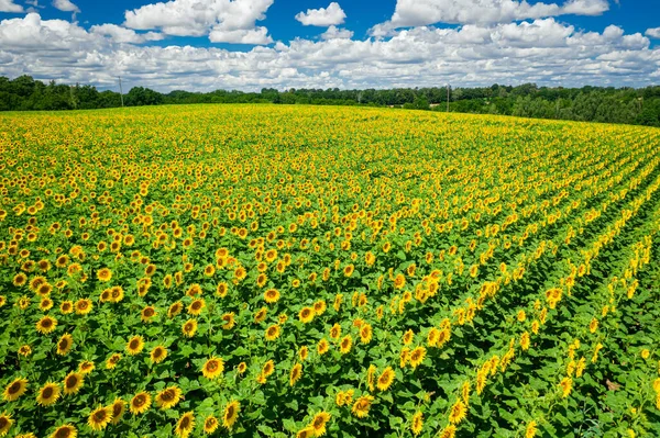 Sunflower Field Sunny Summer Day Aerial View Poland — Stock Photo, Image