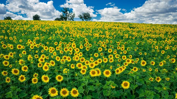 Aerial View Stunning Sunflower Field Sunny Day Poland — Stock Photo, Image