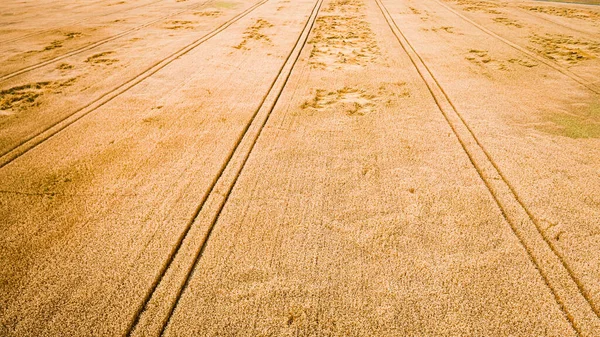 Vista Aérea Dos Danos Causados Pelo Vento Num Campo Verão — Fotografia de Stock