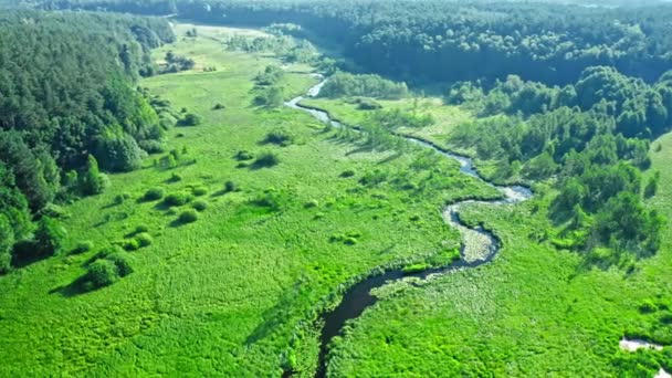 Pequeno rio sinuoso e florestas verdes ao nascer do sol — Vídeo de Stock