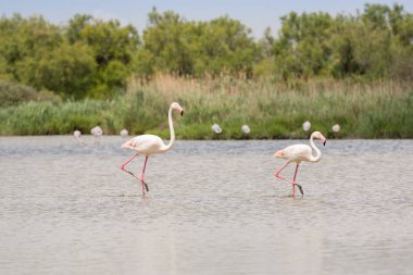 İki flamingolar Alphonse'un parkta Camargue, Provence, Fransa'nın suda gölet ve göllerde