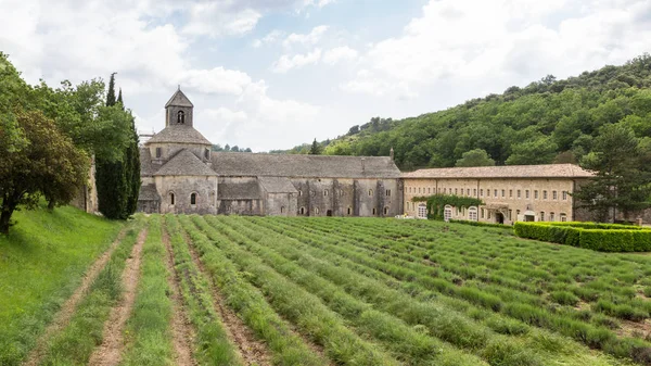 修道院 Senanque 与绿色薰衣草在普罗旺斯 — 图库照片