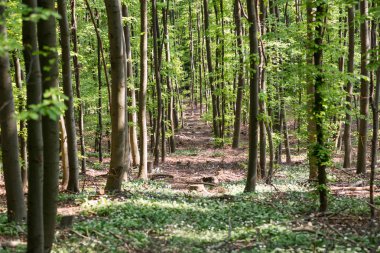 Yabani sarımsak yeşil ormandan yola