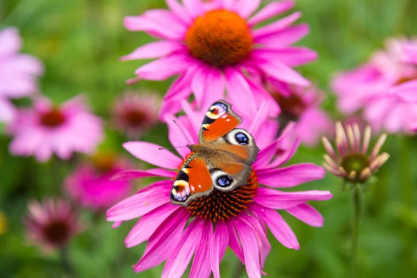 ピンクの花に孔雀蝶を休んでください ストック写真