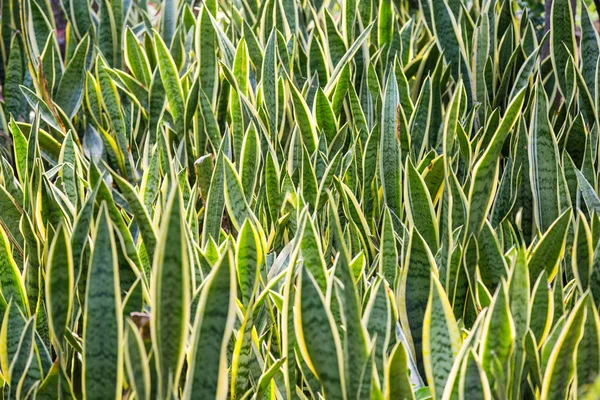 Snake plant - mother in law tongue