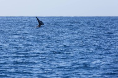 Bir sperm balinayüz