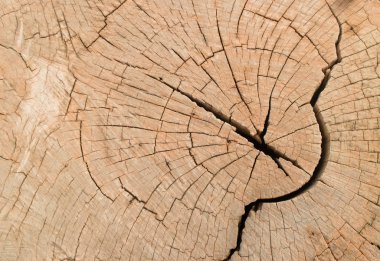 Güdük kesilmiş ağaç gövdesi kırık ahşap doku ile