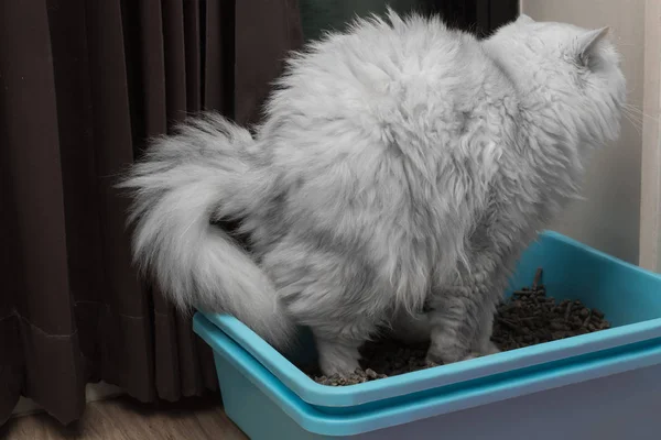 Chinchila Persa Gato Usando Vaso Sanitário Caixa Areia Para Cagar — Fotografia de Stock