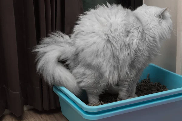 Chinchila Farsça kedi tuvalet, kullanarak çöp kutusu kaka için ya da idrar