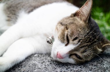 Tay uykulu kedi yakın