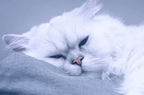 มมองด านหน าของแมวเปอร Chinchilla นอนบนโซฟาส เทาท ผลส พาสเทล อกโฟก — ภาพถ่ายสต็อก