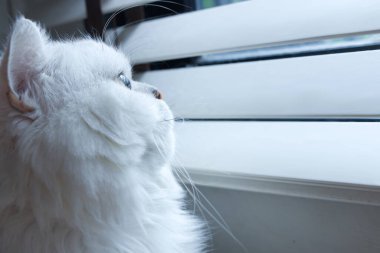 Yalnız beyaz çinçilya kedisi Pencereden dışarı bir şey arıyor