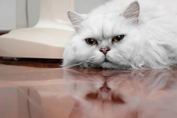 Specsavers cat cheap flap
