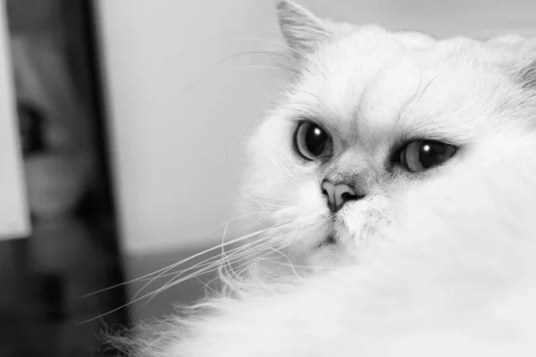 Comfortable Chinchilla Persian Cat Silver Shade Lies Looking Something Curious — Stock Photo, Image