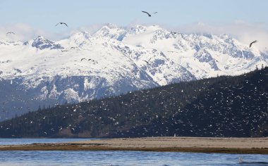 Flocks of sea gulls in spring near the mouth of the Chilkoot river near Haines, Alask during the eulachon fish run. clipart