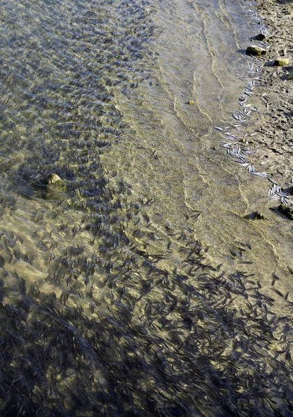 Frühjahrslauf Von Hooligan Eulachon Smelt Chilkoot Fluss Der Nähe Von — Stockfoto