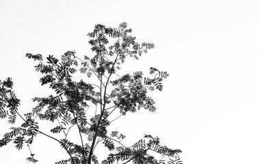 Beyaz bir arka plan karşı bir üvez ağacı yaprak desenleri silüeti