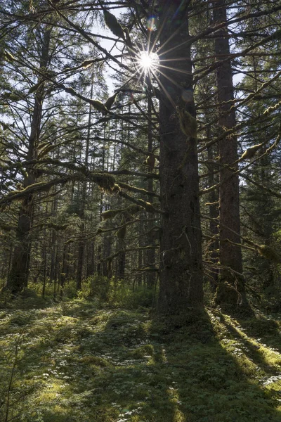 木の枝を通してサンバーストと原生林の古木のヘムロック — ストック写真