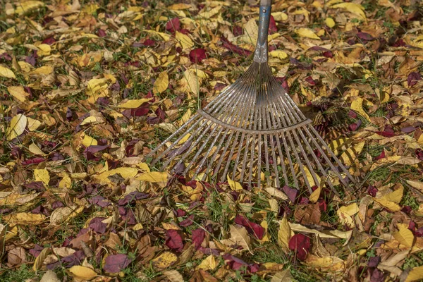 Râteau Dans Les Feuilles Colorées Automne Sur Une Pelouse Herbe — Photo