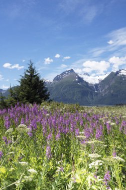 Güzel yaz çiçek açan fireweed, dağlar ve mavi gökyüzü ile Güneydoğu Alaska sahnede.