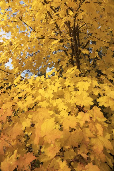 明亮的枫树落叶的秋天 — 图库照片
