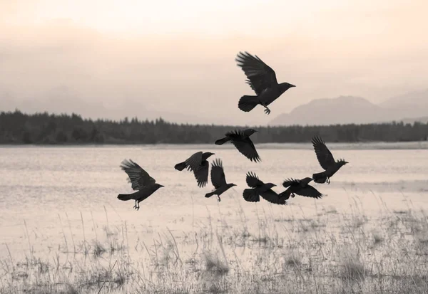 在阿拉斯加东南部的一个潮汐海滩河口上空飞翔的乌鸦群 — 图库照片
