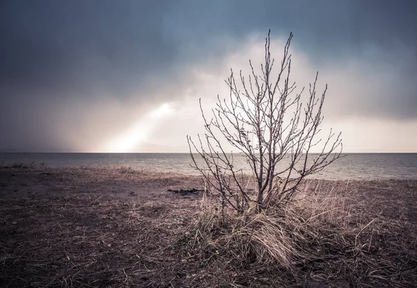 冬天的一棵孤零零的树 在海滩上没有叶子 在一场风暴中 黑云发出了一缕光 — 图库照片