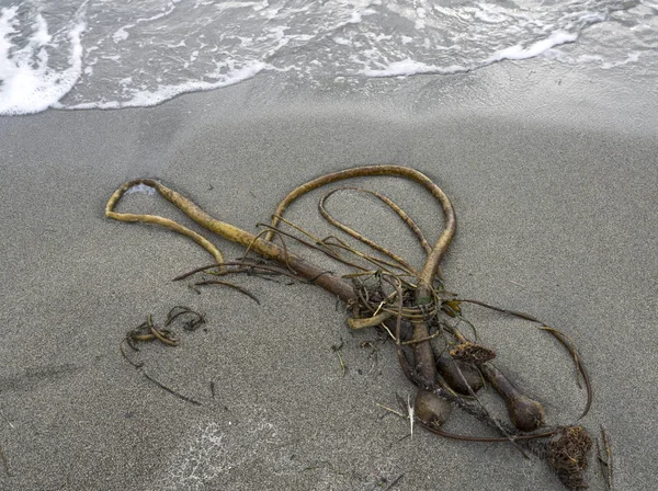 Bull Kelp Apareceu Uma Praia Areia Com Ondas Chegando — Fotografia de Stock