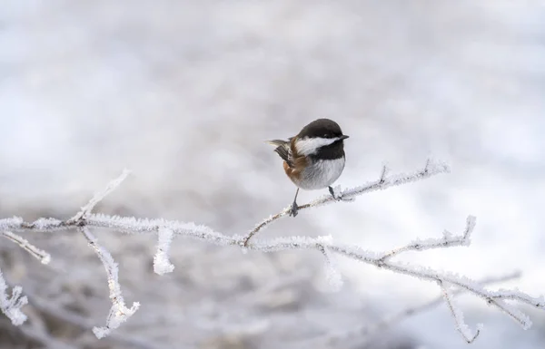 Mésange Dos Châtaignier Assise Sur Une Branche Gelée Hiver Dans — Photo