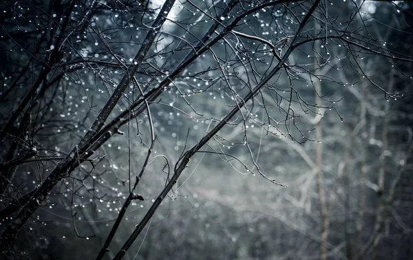 Gocce Acqua Sugli Alberi Che Formano Bokeh Una Foresta Nebbiosa — Foto Stock