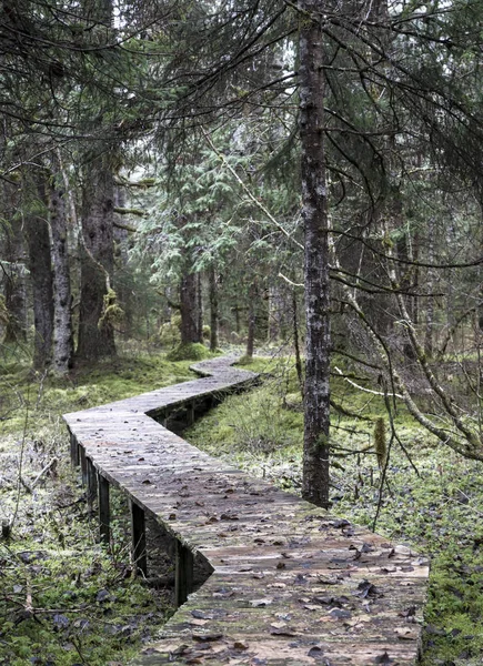 Rainforest Güneydoğu Alaska Ile Çarpık Ahşap Geçit — Stok fotoğraf