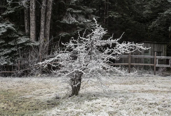 フェンス 小屋とバック グラウンドで森と冬の霜で覆われて小さなサンザシの樹 — ストック写真