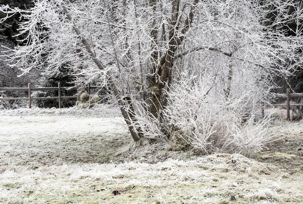 院子里在冬天与霜被覆盖的树和灌木以栅栏在背景 — 图库照片