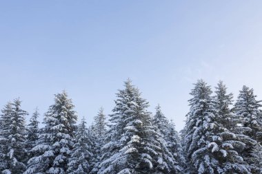 Kar kış mavi gökyüzü Güneydoğu Alaska Ladin ağaçlarıyla kaplı.