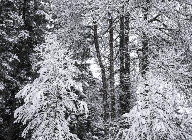 Üç farklı türde bir ormandaki ağaçlar üzerinde kar.