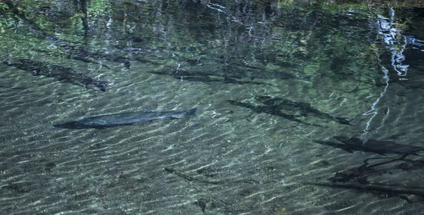 Salmón Plateado Que Sube Por Río Salmón Sudeste Alaska Para —  Fotos de Stock