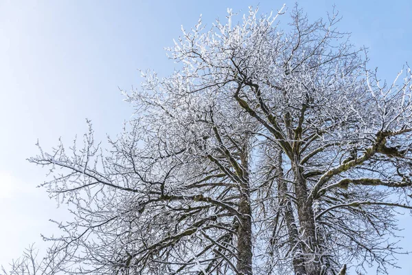 Looking Top Cottonwood Trees Lightly Dusted Snow Winter Blue Sky — Stock Photo, Image